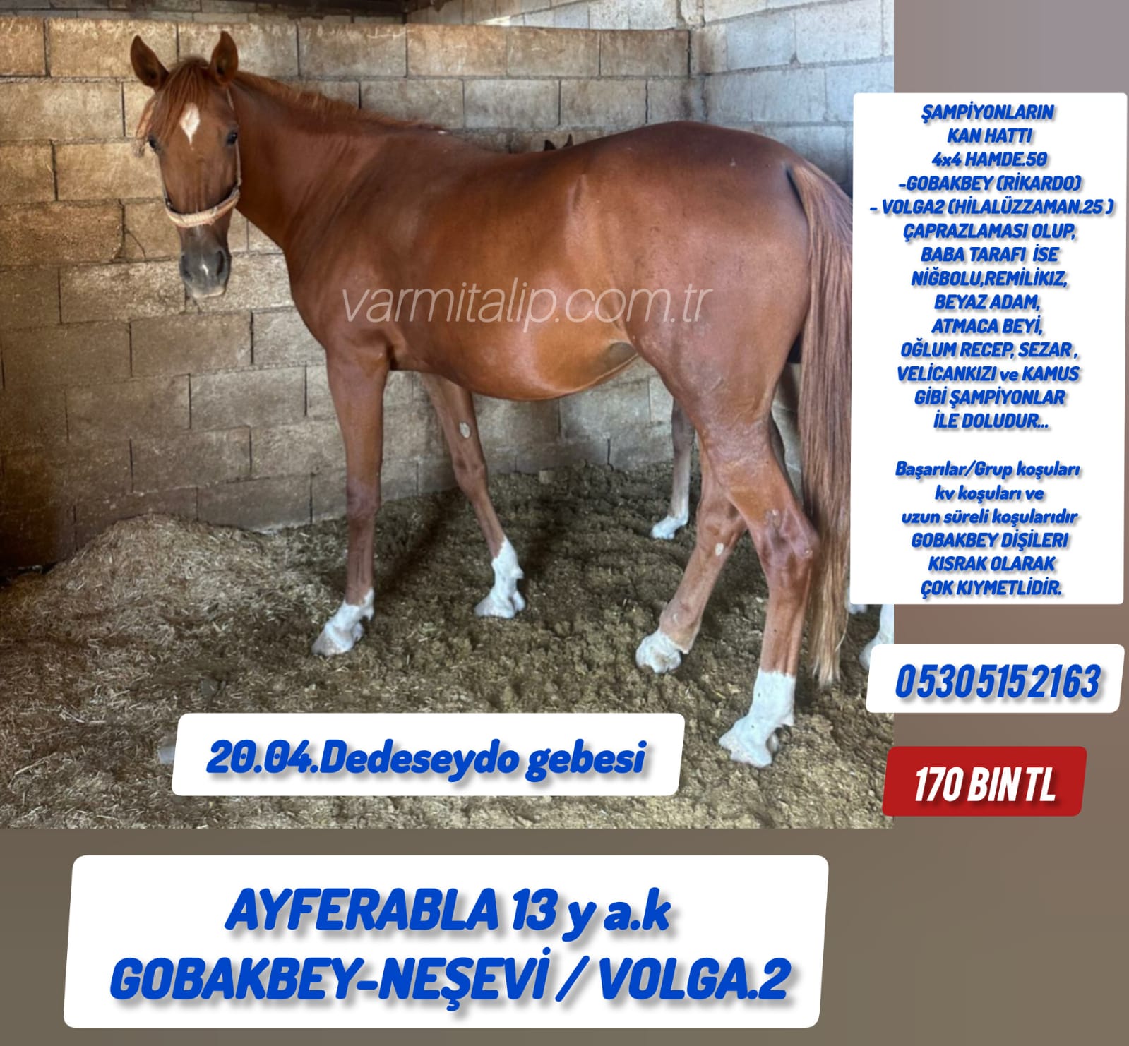 20 Nisan Dede Seydo Gebesi Gobakbey kızı damızlık Ayferabla 170 bin Tl.